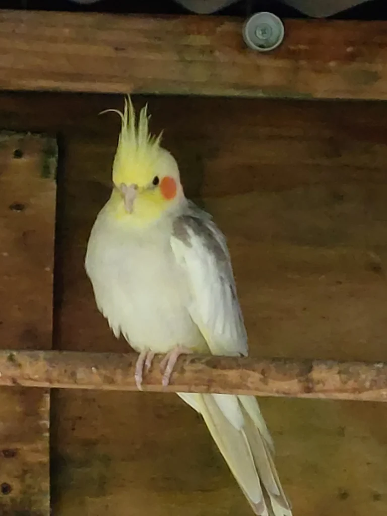 A cockatiel in the Cheese Barn aviary
