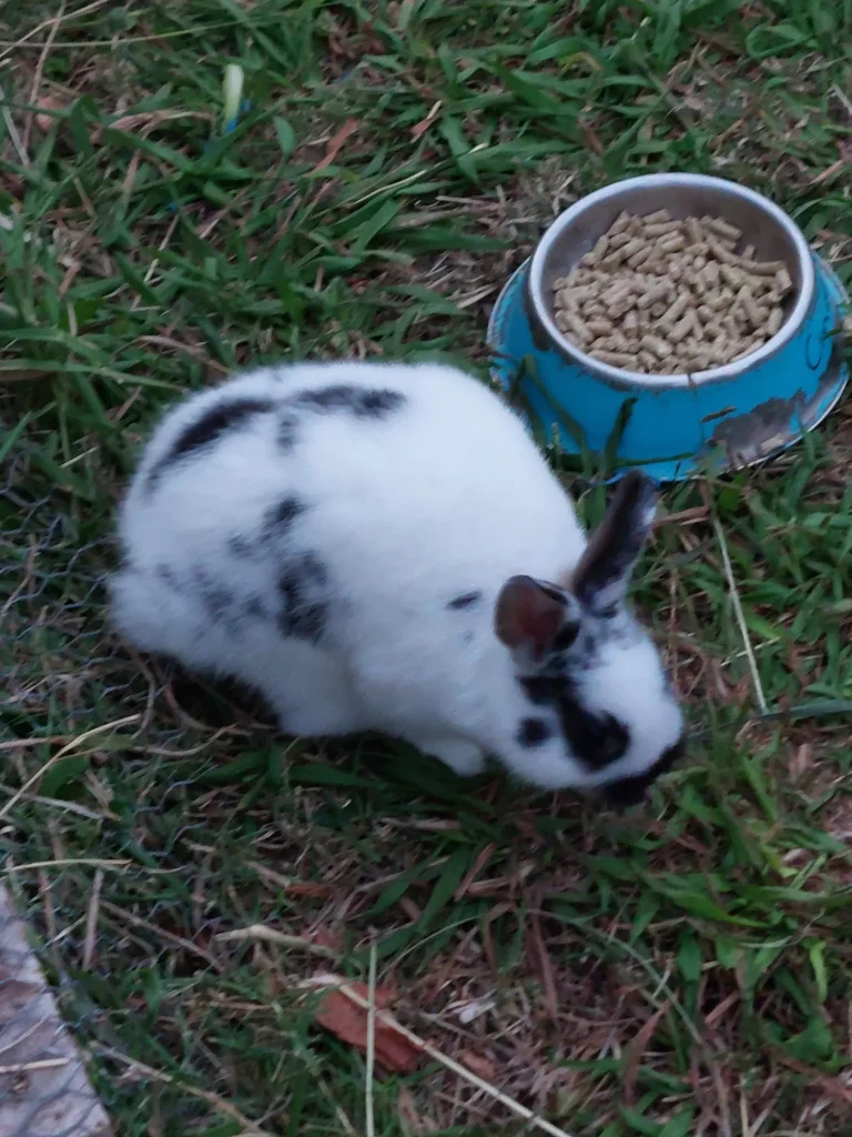 A rabbit at the Cheese Barn